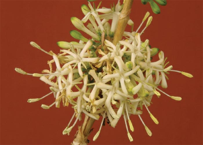 Cardiovascular system