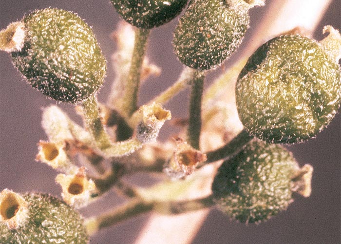 Cardiovascular system