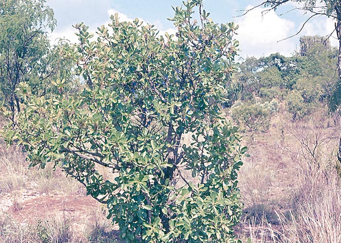 Cardiovascular system