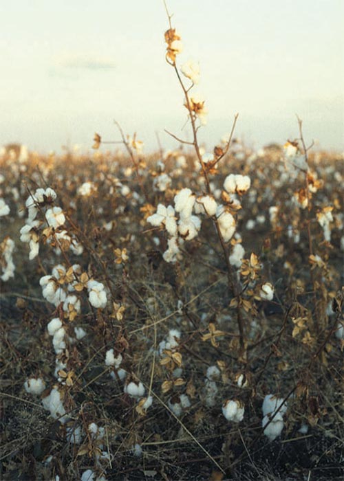 Cardiovascular system