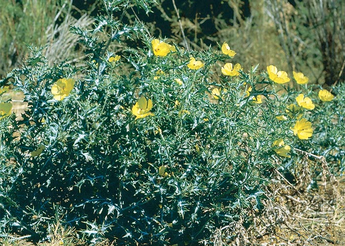 Cardiovascular system