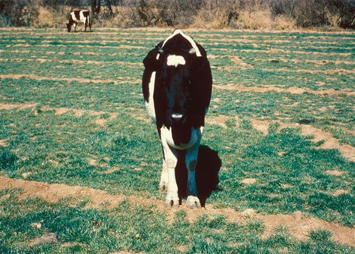 Cardiovascular system