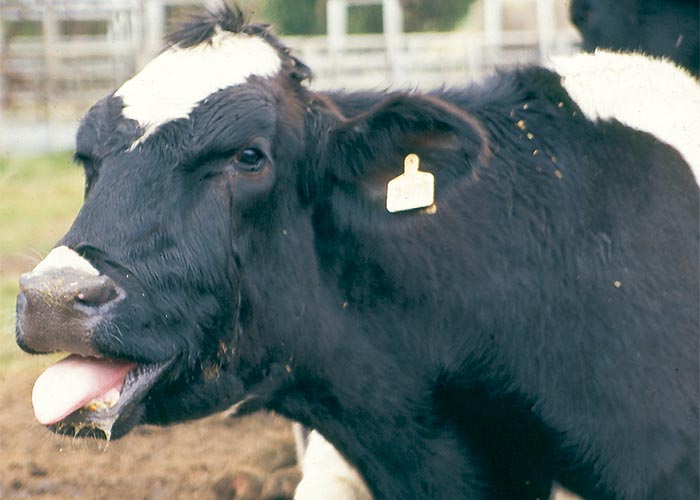 Cardiovascular system