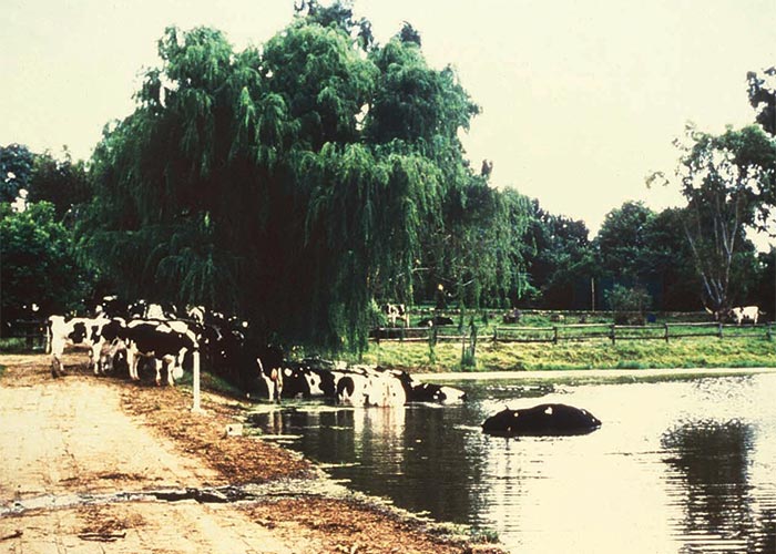 Cardiovascular system