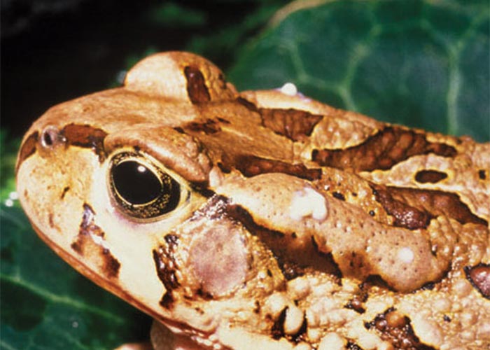 Cardiovascular system