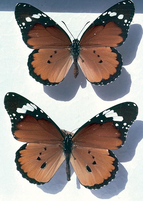 Cardiovascular system