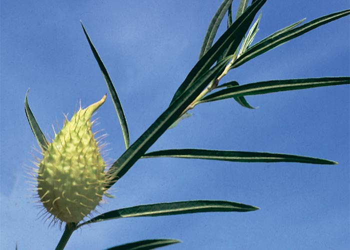 Cardiovascular system