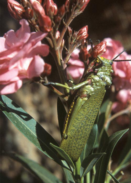 Cardiovascular system