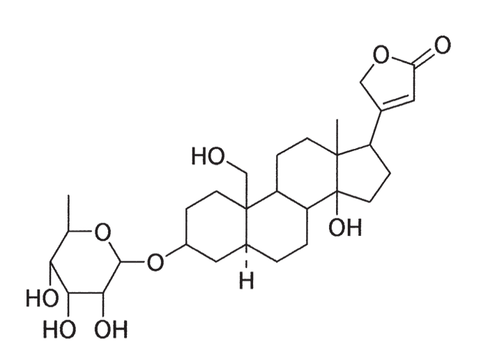 Cardiovascular system