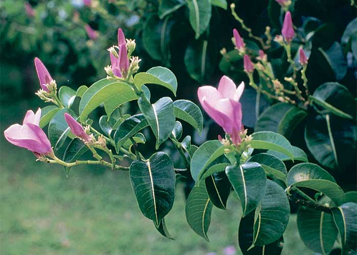 Cardiovascular system