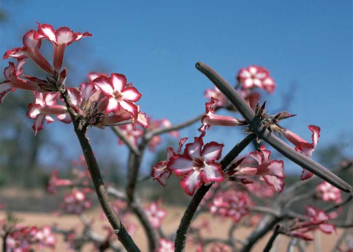 Cardiovascular system