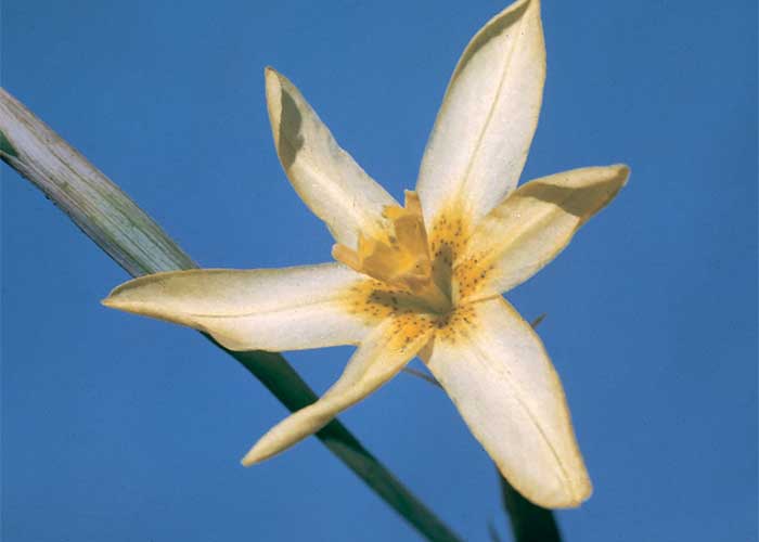 Cardiovascular system