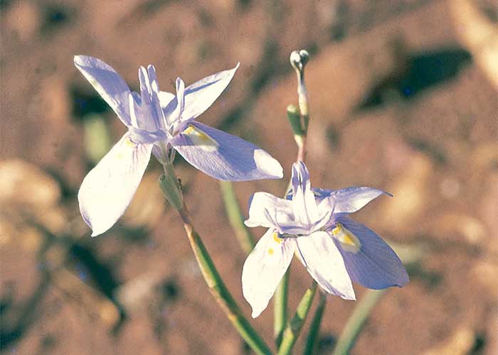 Cardiovascular system