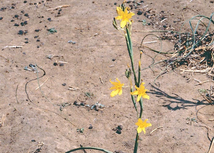 Cardiovascular system