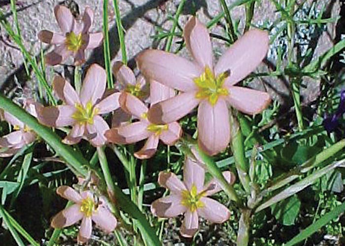 Cardiovascular system