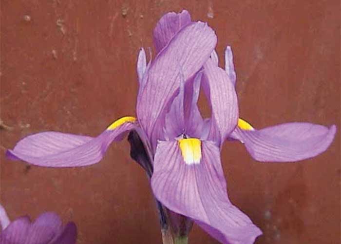 Cardiovascular system