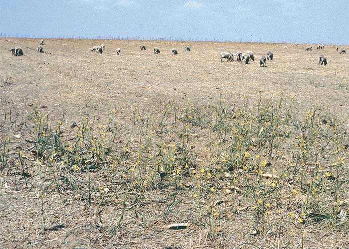 Cardiovascular system