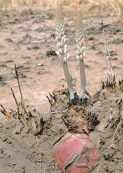 Cardiovascular system