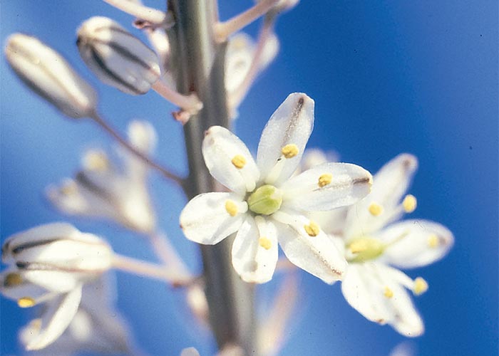 Cardiovascular system
