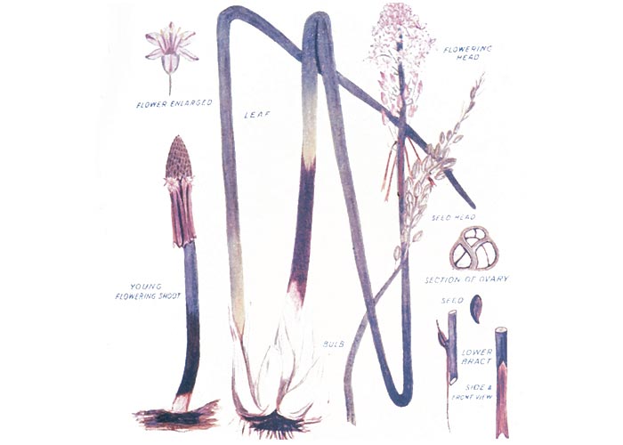 Cardiovascular system
