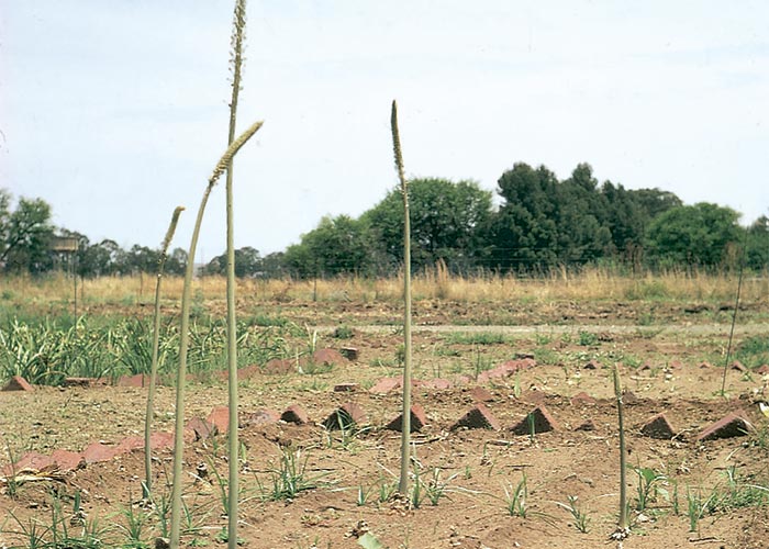 Cardiovascular system