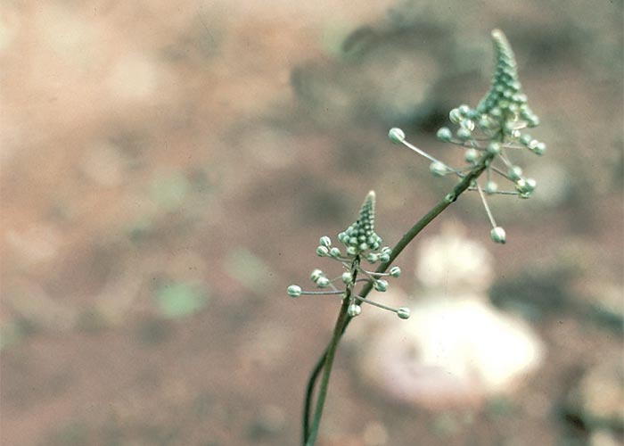 Cardiovascular system