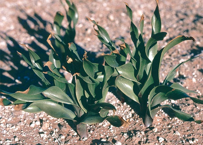 Cardiovascular system