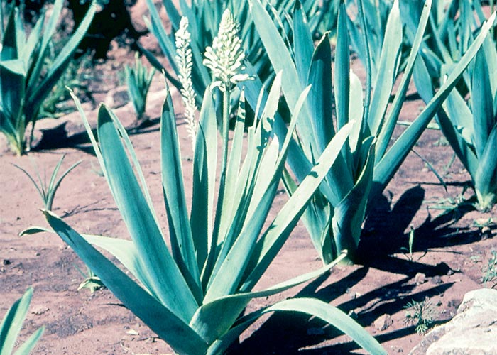 Cardiovascular system