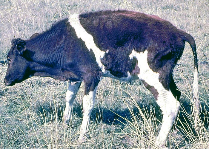 Cardiovascular system