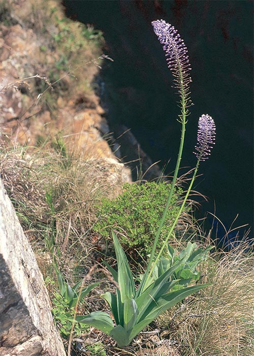 Cardiovascular system