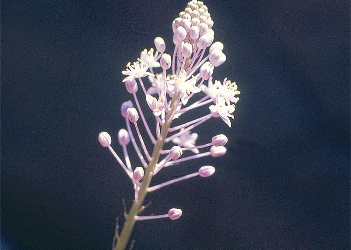 Cardiovascular system