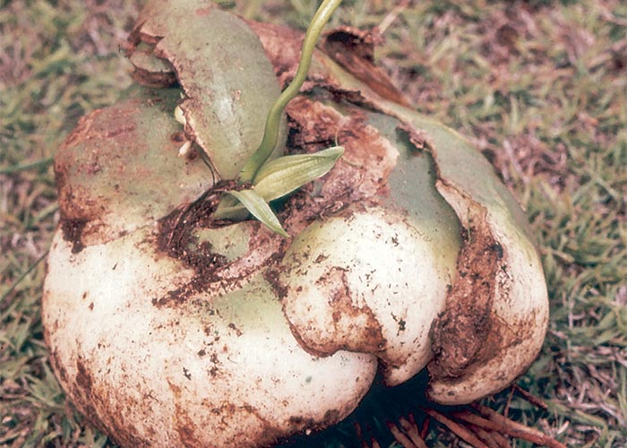 Cardiovascular system