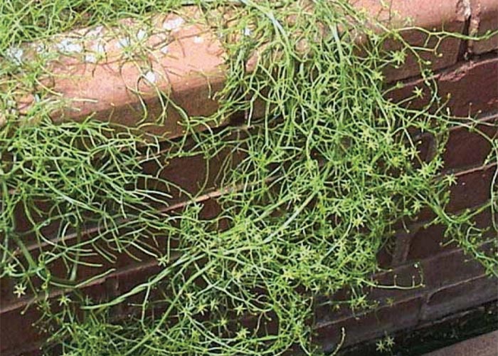 Cardiovascular system