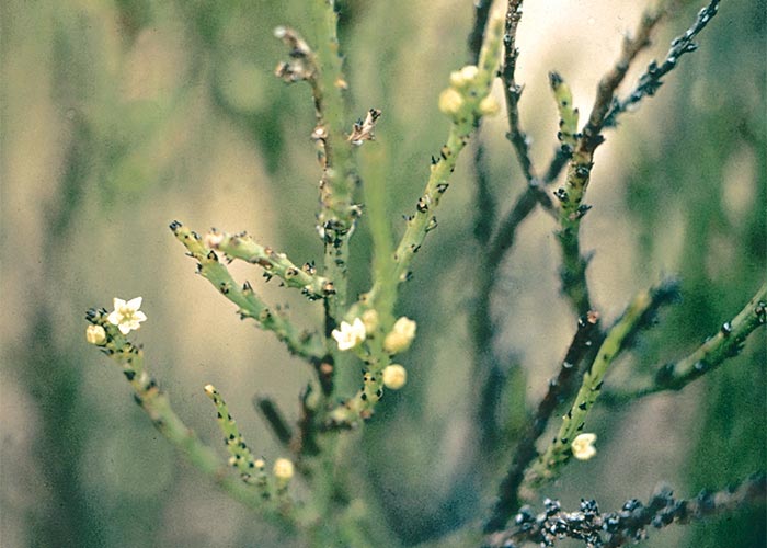 Cardiovascular system