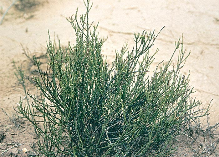 Cardiovascular system