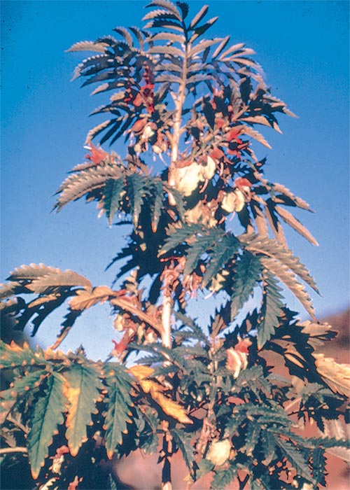 Cardiovascular system