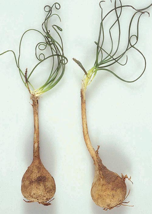 Cardiovascular system