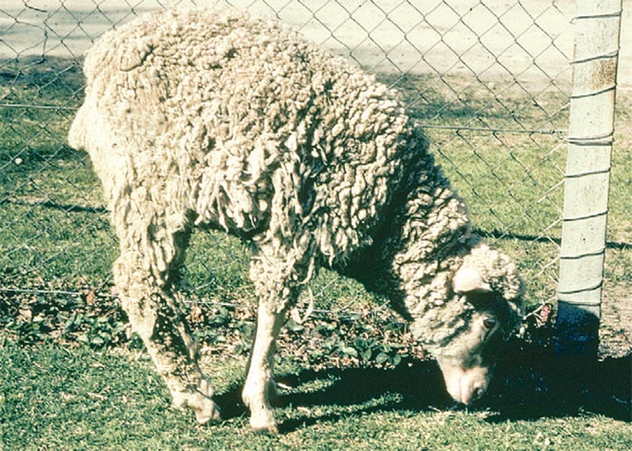 Cardiovascular system