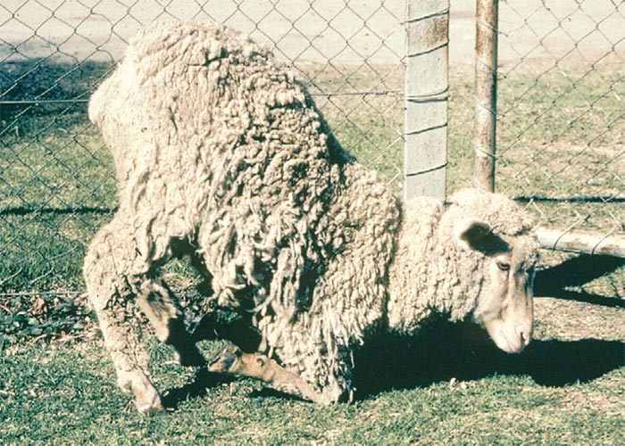 Cardiovascular system