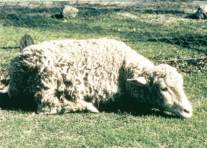 Cardiovascular system