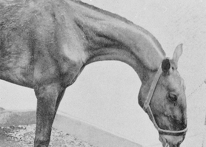 Cardiovascular system