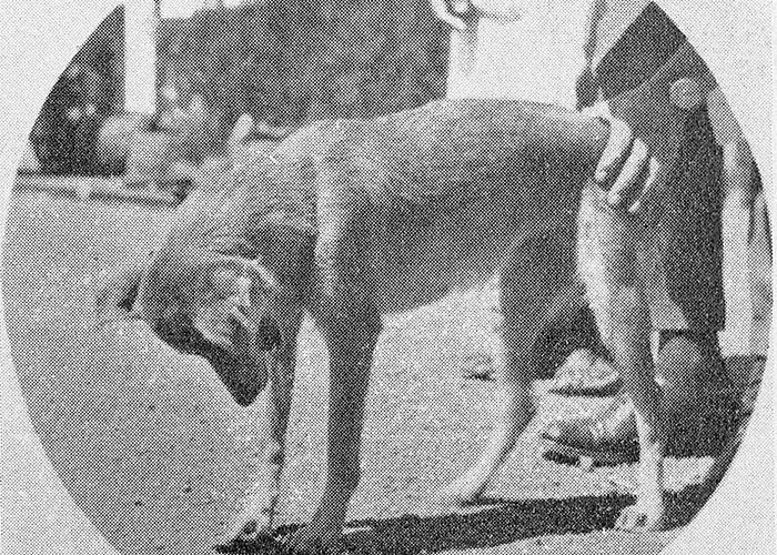 Cardiovascular system