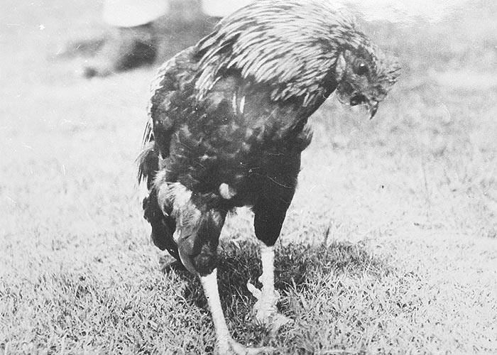 Cardiovascular system