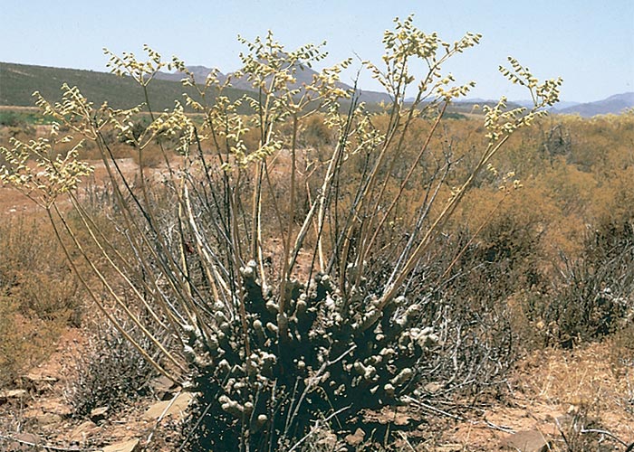 Cardiovascular system