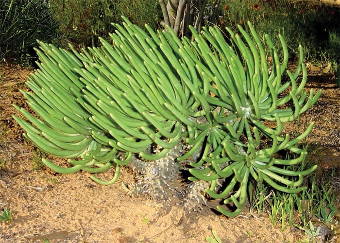 Cardiovascular system