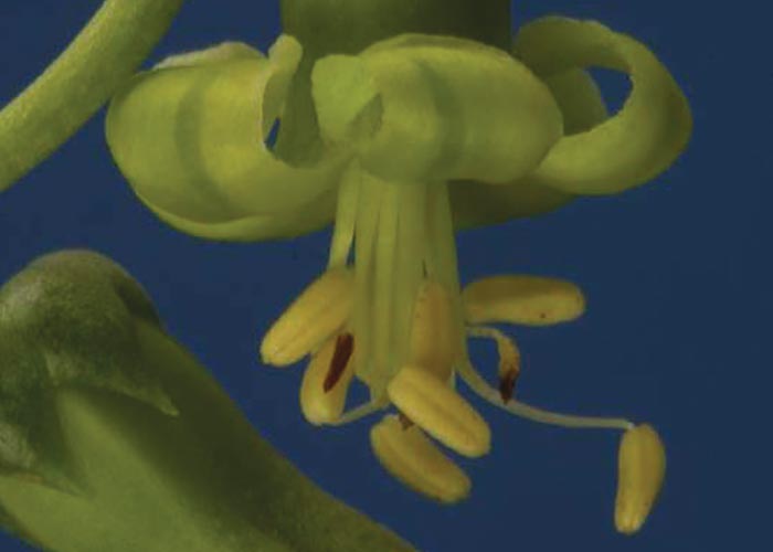 Cardiovascular system