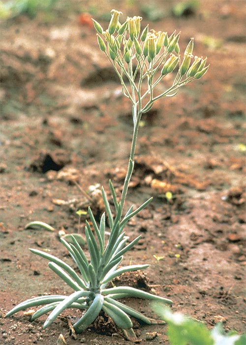 Cardiovascular system
