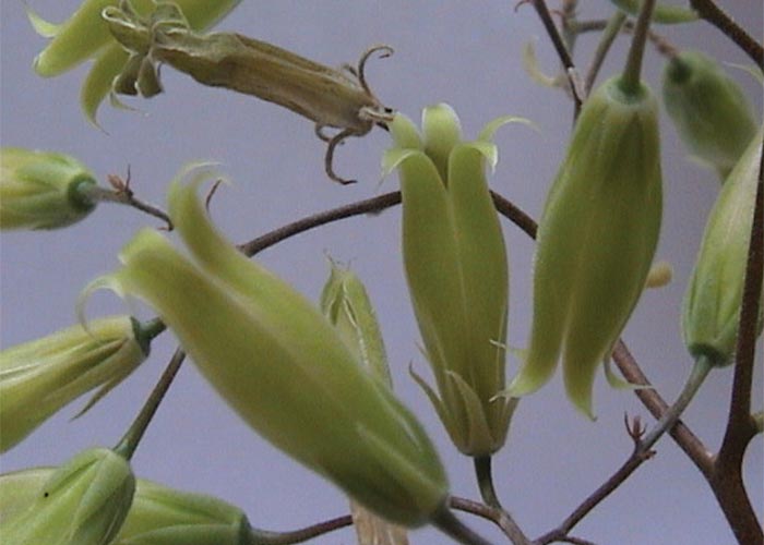 Cardiovascular system