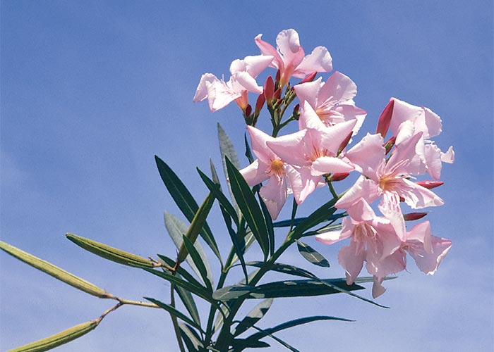 Cardiovascular system