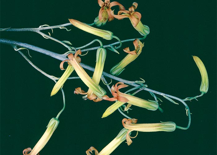 Cardiovascular system